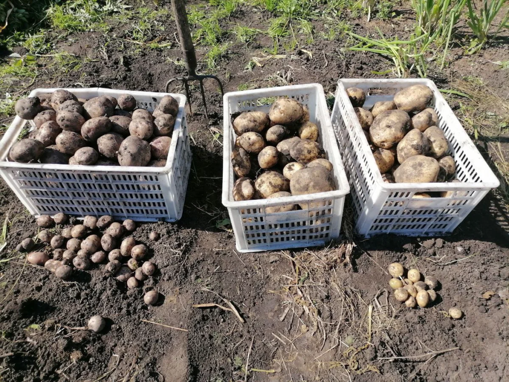 Архивы Обзоры сортов картофеля • уДачный проект